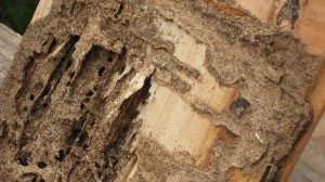White Ants Treatments Melbourne