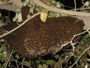 Termite Inspection Watsonia