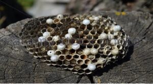 Pest control services Watsonia