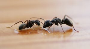 Termite Inspections Watsonia