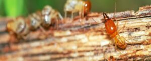 Pest Control