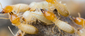 Pest Control Eltham North