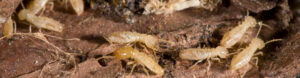 Pest Control Doncaster East