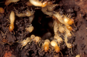 Termite Treatment Briar Hill