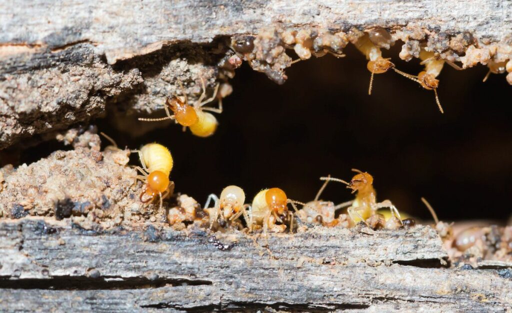 Pest Control Greensborough