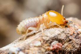Termite