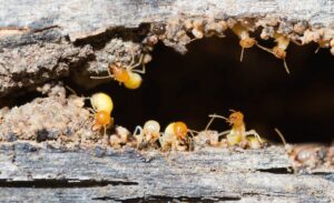 Pest Control Diamond creek
