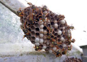 Wasp Nest Removal Melbourne