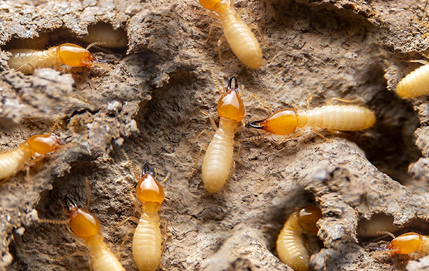 White Ants Treatments Mill Park