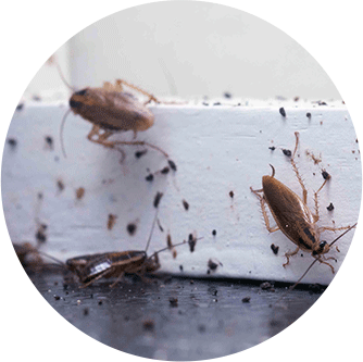 Wasps Removal Melbourne