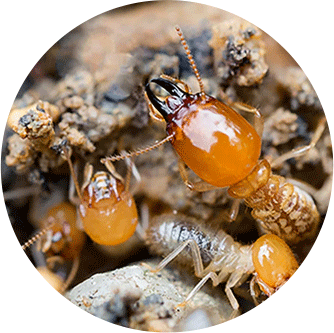 Wasps Removal Melbourne