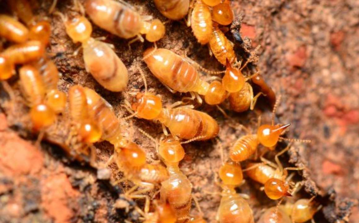 Pest Control Mill Park