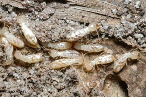 Termite Inspection Mill Park