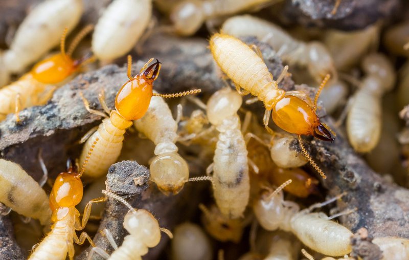 Pest Control Mill Park