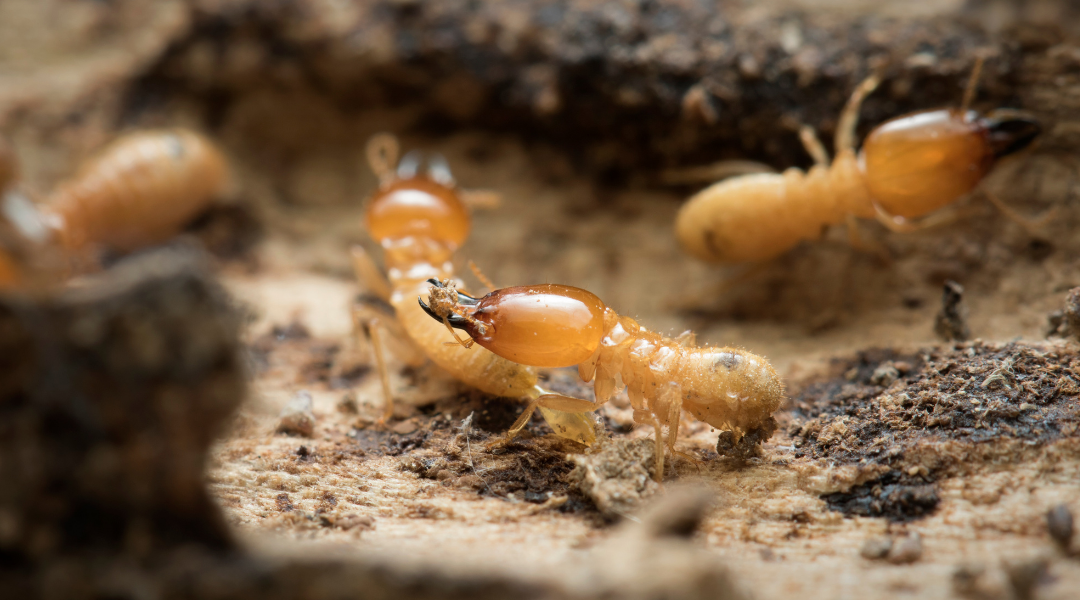 Termite Inspection Mill Park