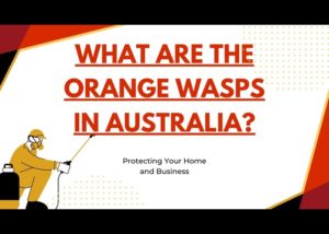 Spider Treatments Mill Park