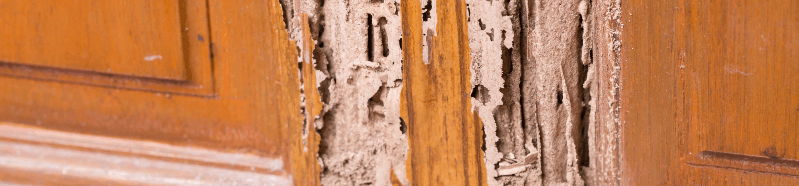 Termite Control Greensborough