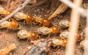 Pest Control Mill Park