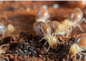Pest Problems in Epping