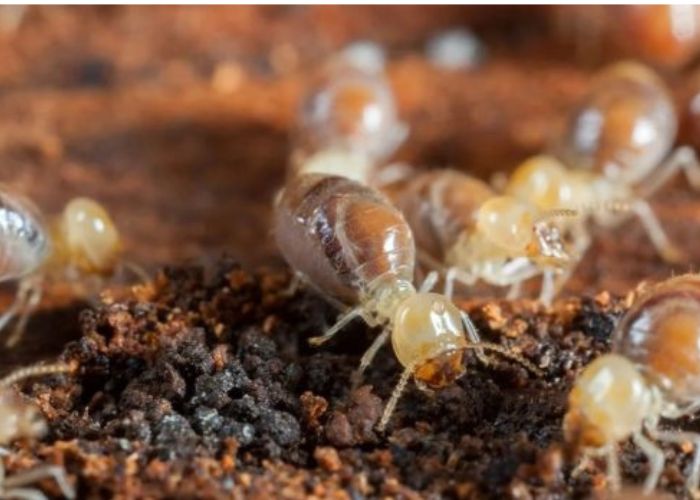 Pest Problems in Epping