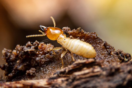 Termite Inspection Mill Park
