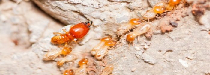 termite-inspection-teaser-1024x418